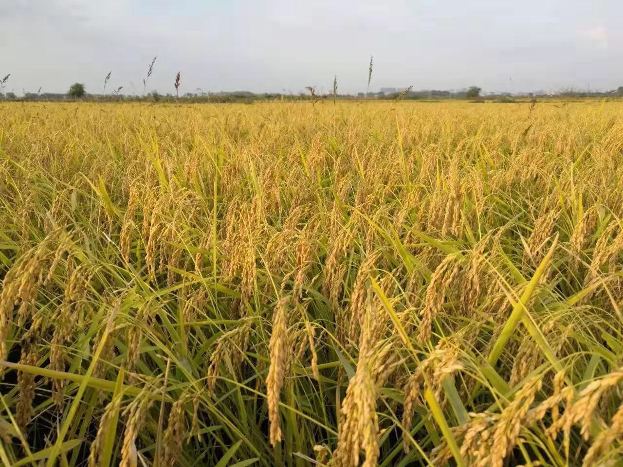 开阳富硒产品馆（富硒开阳-天生兄妹）-硒宝网