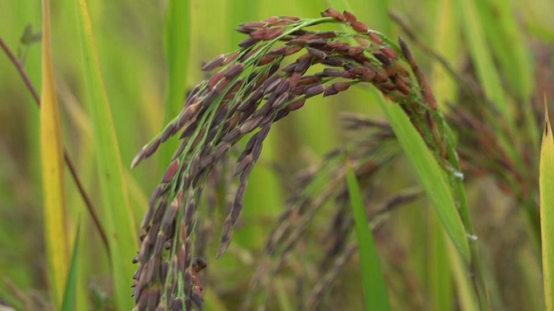 村发展富硒产品(村富硒发展产品推广方案)-硒宝网