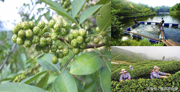 江津的富硒产品(江津富硒食品)-硒宝网