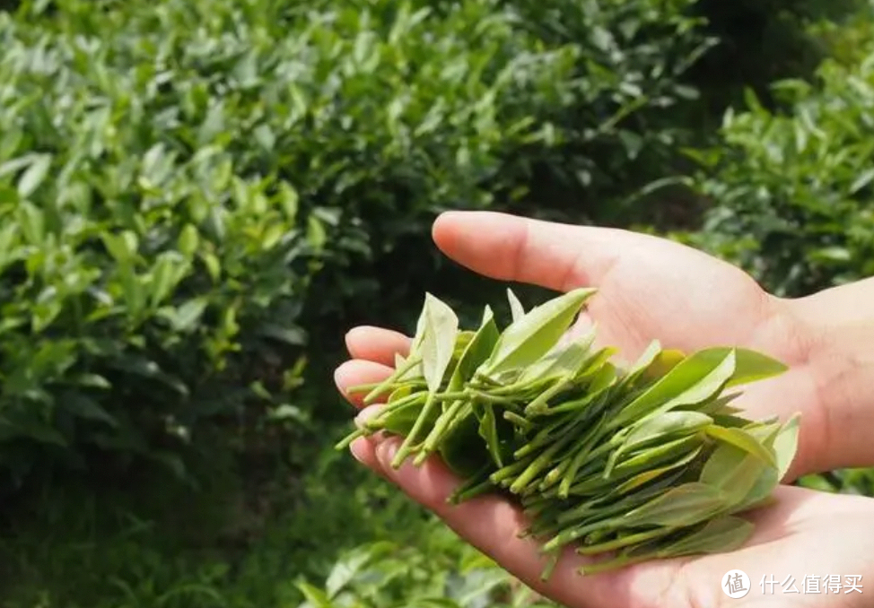 恩施富硒茶产品(恩施富硒茶厂)-硒宝网