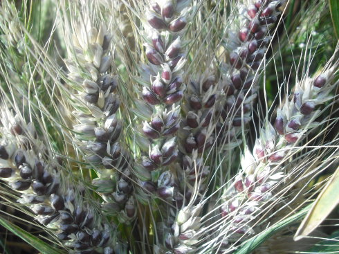 富硒产品补血吗(补血富硒产品排行榜)-硒宝网