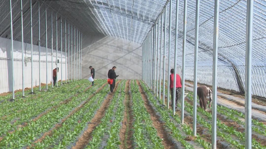 村发展富硒产品(村富硒发展产品介绍)-硒宝网