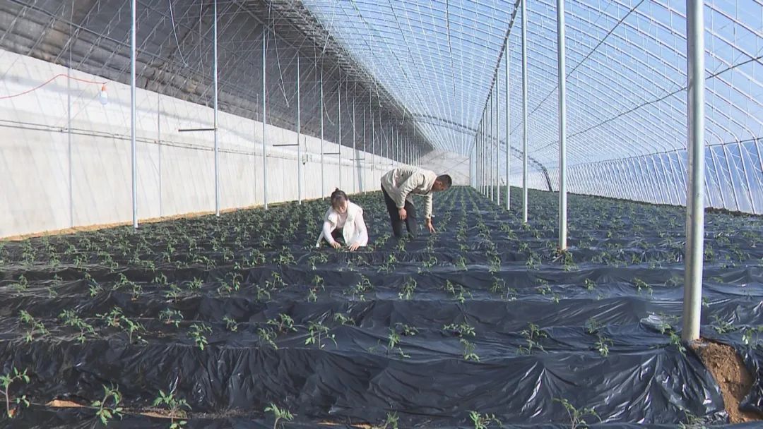 村发展富硒产品(村富硒发展产品介绍)-硒宝网