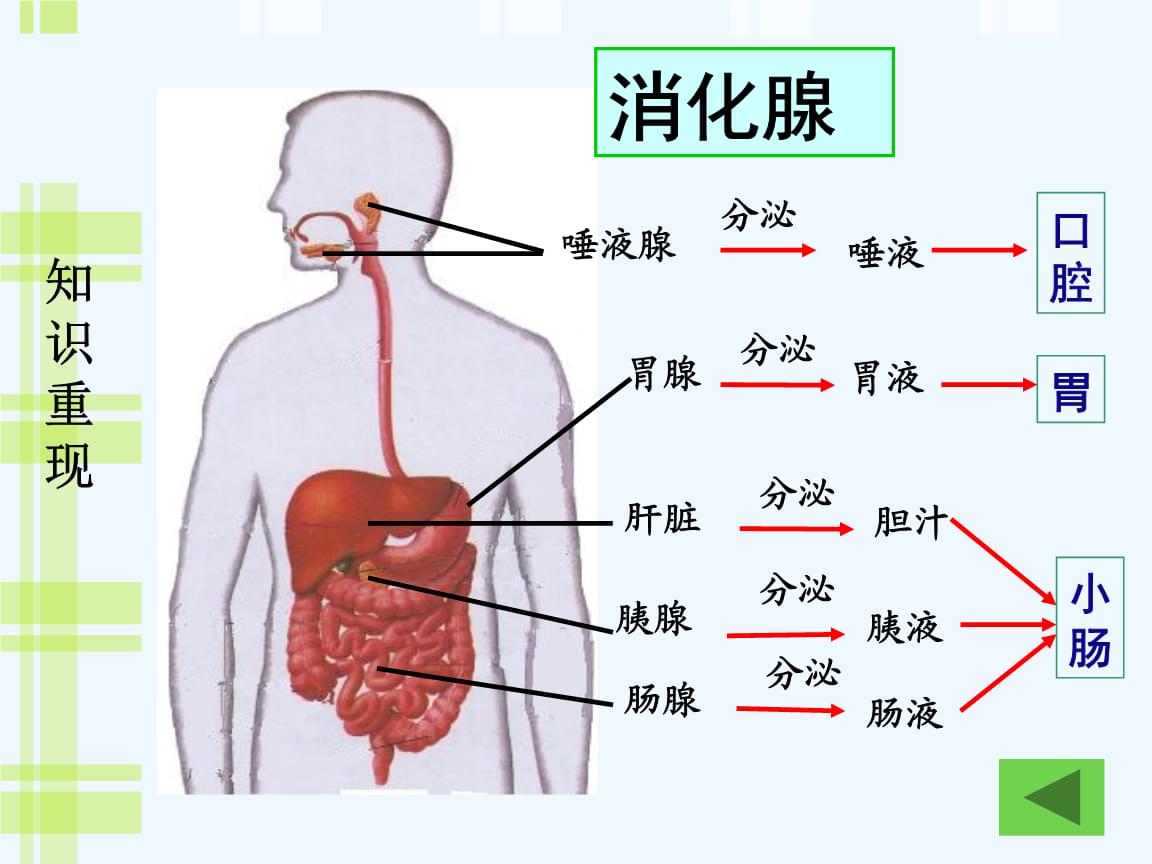 富硒产品的吸收(富硒的产品)-硒宝网