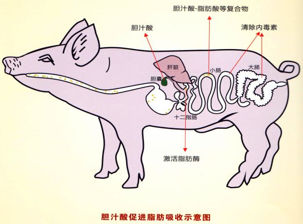 富硒产品的吸收(富硒的产品)-硒宝网