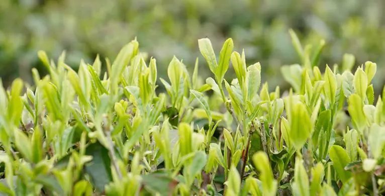 陕西富硒茶产品(陕西茶富硒产品有哪些)-硒宝网