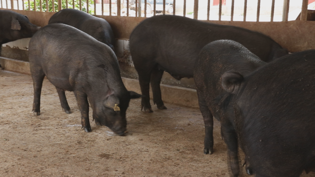 富硒产品的示范(示范富硒产品有哪些)-硒宝网