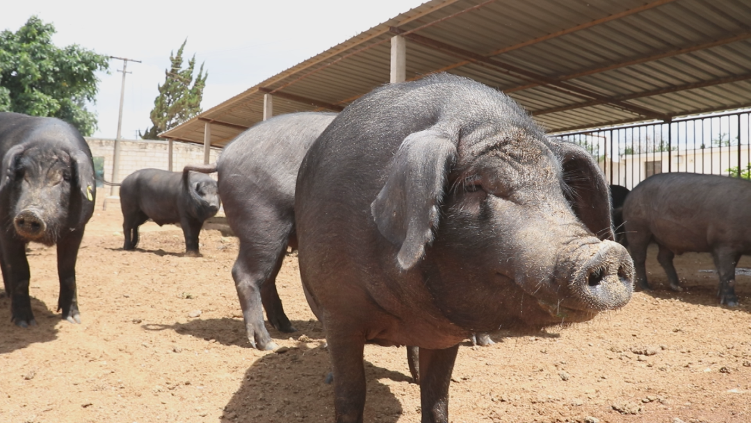 富硒产品的示范(示范富硒产品有哪些)-硒宝网