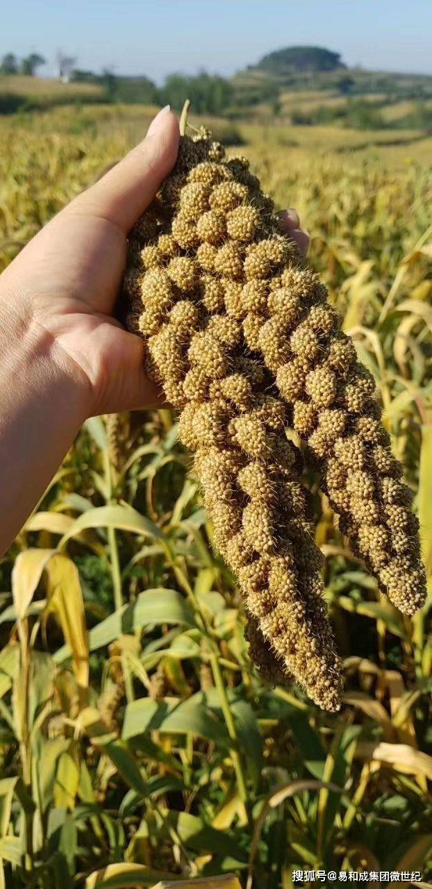 纯天然富硒产品（富硒产品都有什么）-硒宝网