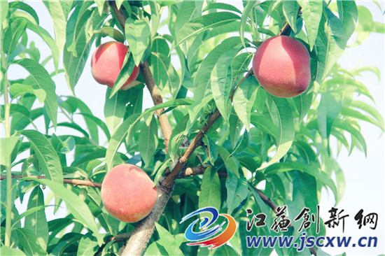 丹阳富硒农产品（富硒鸡蛋厂家）-硒宝网