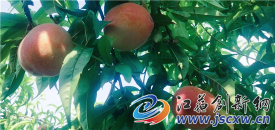 丹阳富硒农产品（富硒鸡蛋厂家）-硒宝网