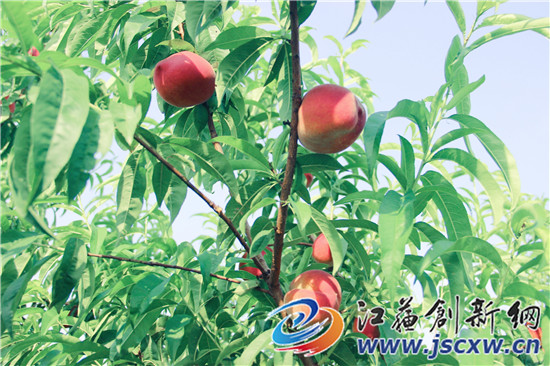 丹阳富硒农产品（富硒鸡蛋厂家）-硒宝网