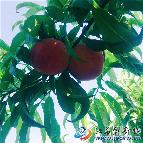 丹阳富硒农产品（富硒鸡蛋厂家）-硒宝网