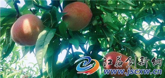 丹阳富硒农产品（富硒鸡蛋厂家）-硒宝网