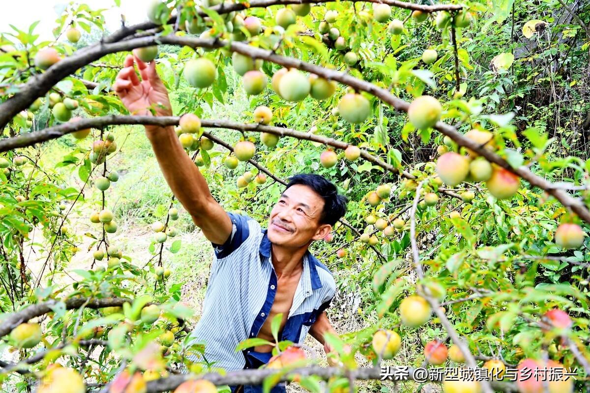 富硒绿色农产品(富硒生态农业)-硒宝网