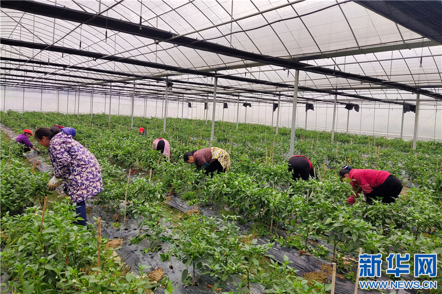 富硒农产品解释(富硒功能农业)-硒宝网