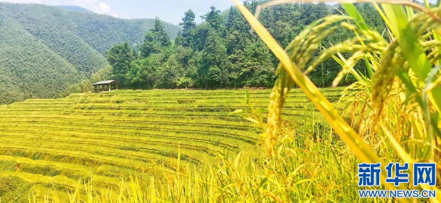 富硒农产品解释(富硒功能农业)-硒宝网