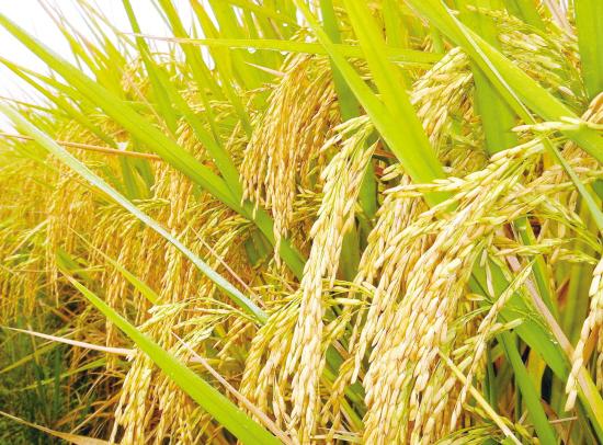 富硒绿色农产品(富硒功能农业)-硒宝网