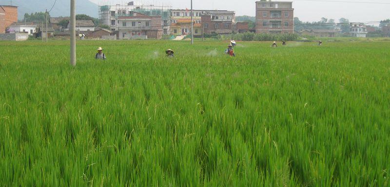 富硒绿色农产品(富硒功能农业)-硒宝网