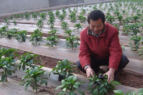 富硒绿色农产品(富硒功能农业)-硒宝网