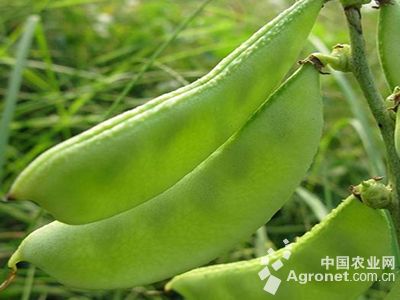 水产品富硒酵母(水产酵母品富硒有哪些)-硒宝网