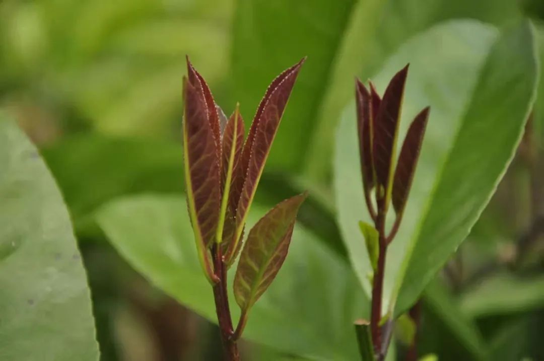 澄迈农产品富硒（澄迈长寿之乡富硒怎么来的）-硒宝网