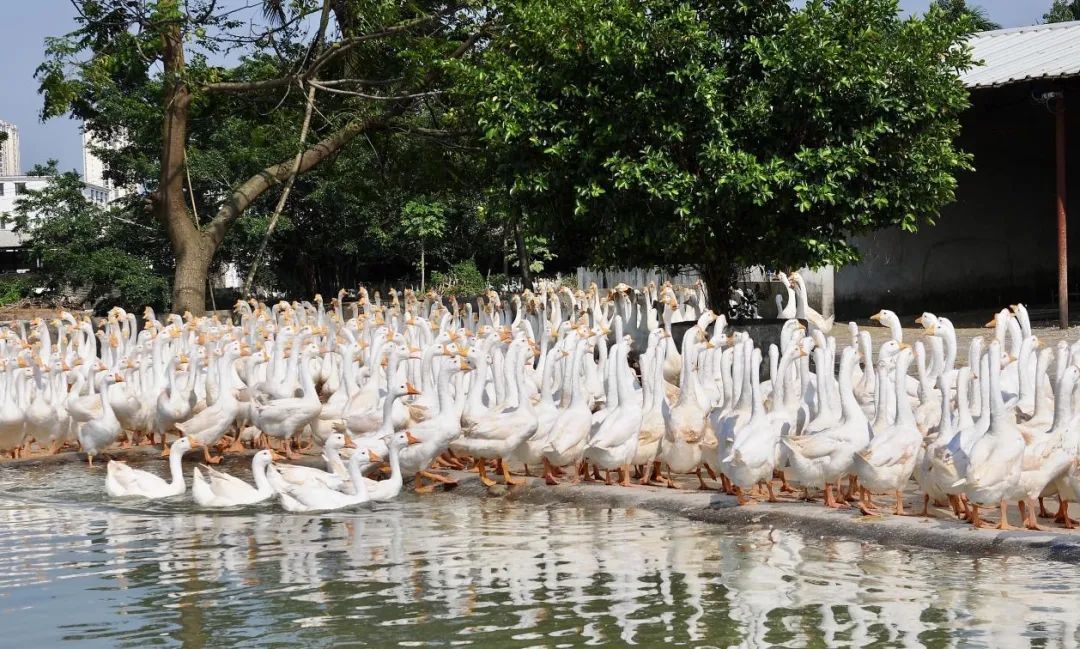 澄迈农产品富硒（澄迈长寿之乡富硒怎么来的）-硒宝网