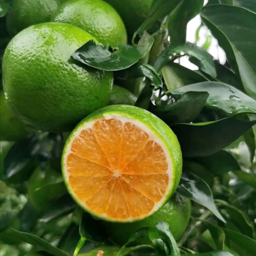 澄迈农产品富硒（澄迈长寿之乡富硒怎么来的）-硒宝网