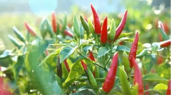 靖西富硒农产品(广西富硒农产品)-硒宝网