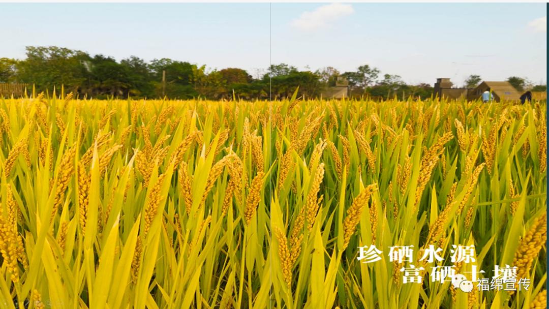 福绵区富硒产品（福绵富硒产业）-硒宝网