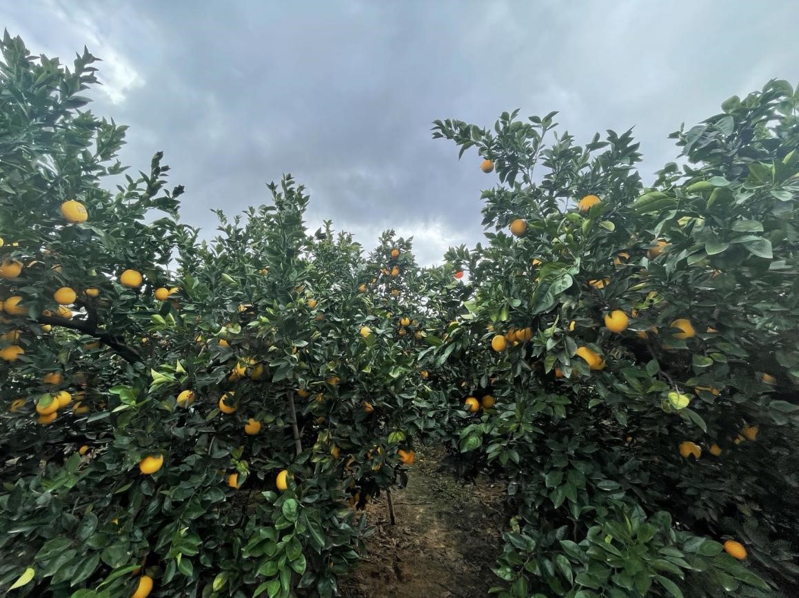 富硒农产品赣州(赣州富硒蔬菜)-硒宝网