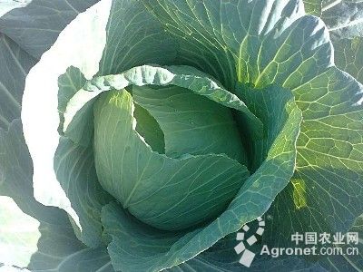 杨氏富硒农产品（富硒产品有限公司）-硒宝网