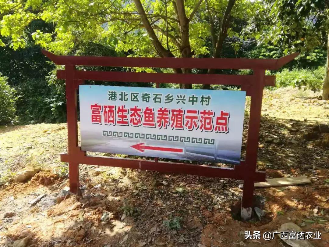 富硒鱼产品价格(鱼价格富硒产品有哪些)-硒宝网