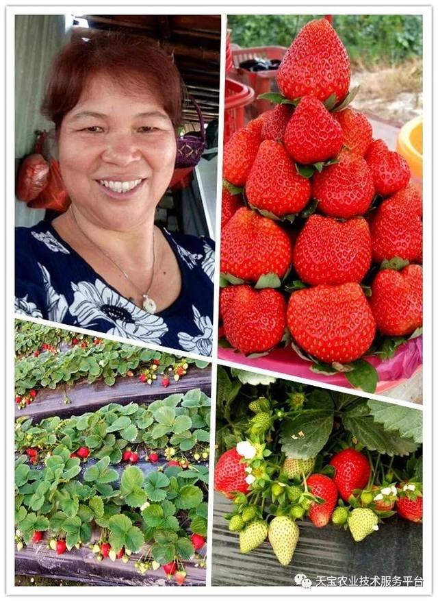 杨氏富硒农产品(生产富硒产品)-硒宝网