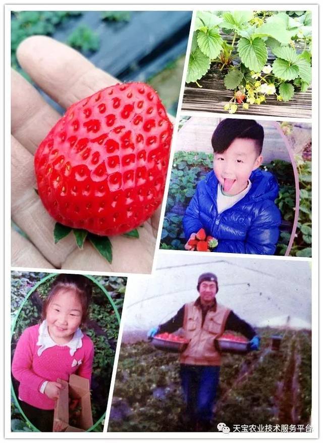 杨氏富硒农产品(生产富硒产品)-硒宝网