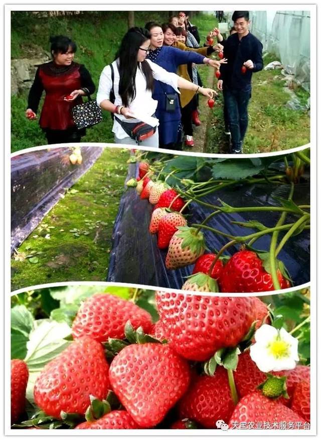 杨氏富硒农产品(生产富硒产品)-硒宝网