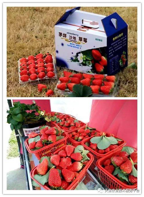 杨氏富硒农产品(生产富硒产品)-硒宝网