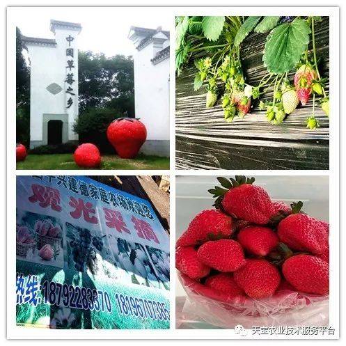 杨氏富硒农产品(生产富硒产品)-硒宝网