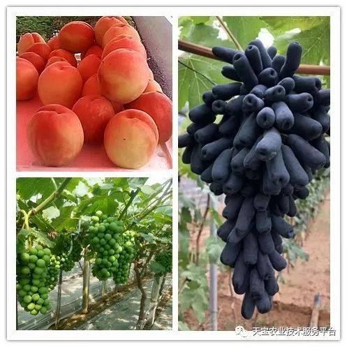 杨氏富硒农产品(生产富硒产品)-硒宝网