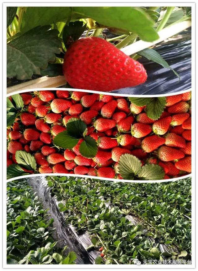 杨氏富硒农产品(生产富硒产品)-硒宝网