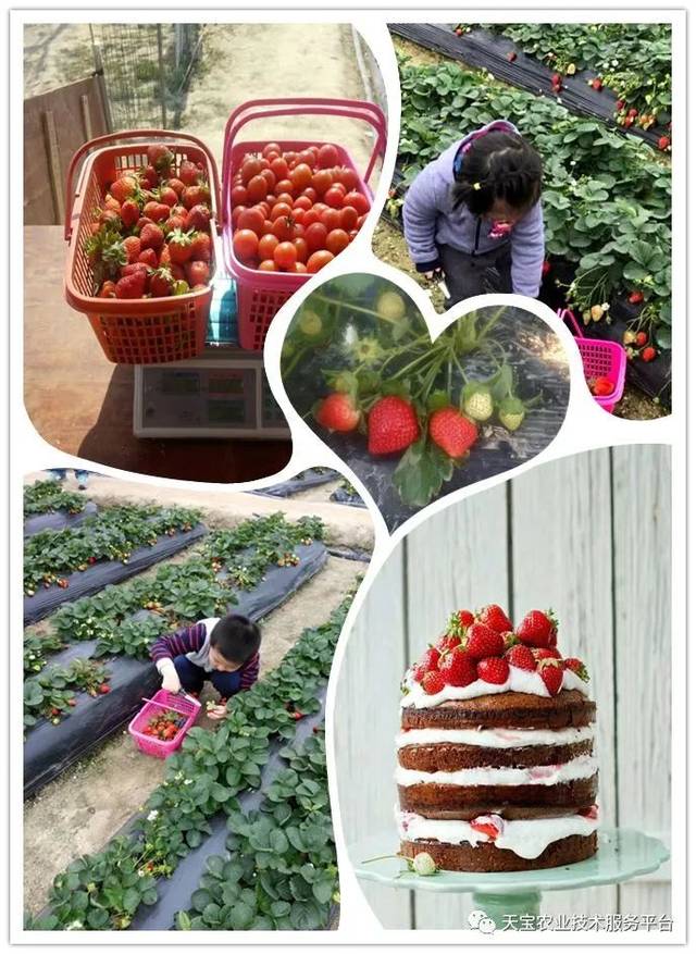 杨氏富硒农产品(生产富硒产品)-硒宝网