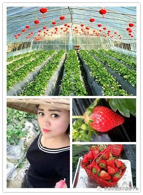 杨氏富硒农产品(生产富硒产品)-硒宝网