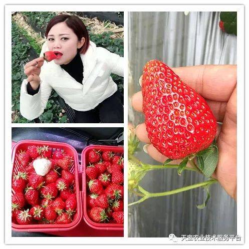 杨氏富硒农产品(生产富硒产品)-硒宝网