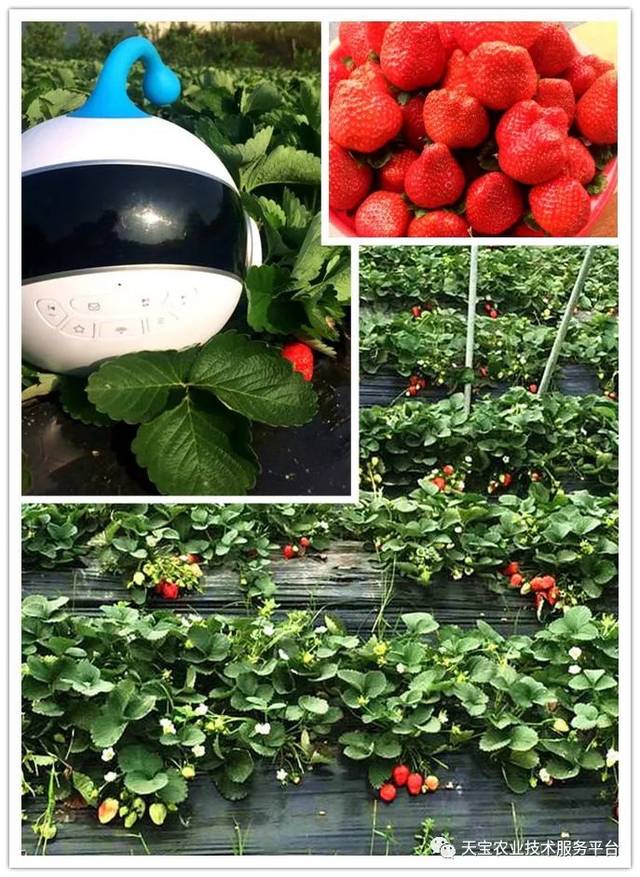 杨氏富硒农产品(生产富硒产品)-硒宝网