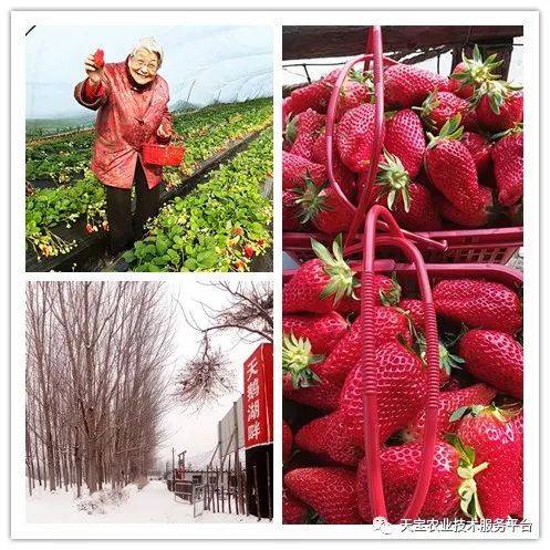 杨氏富硒农产品(生产富硒产品)-硒宝网