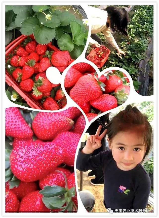 杨氏富硒农产品(生产富硒产品)-硒宝网