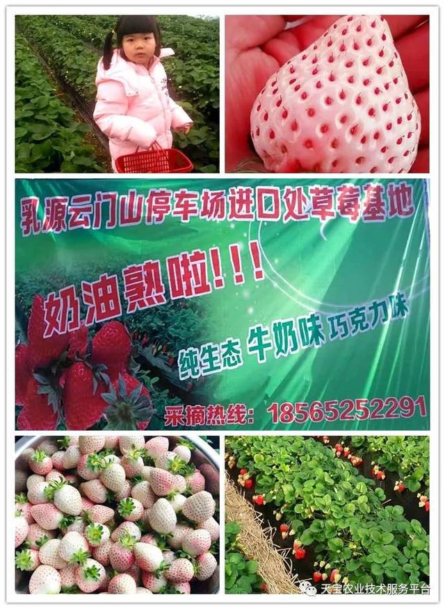 杨氏富硒农产品(生产富硒产品)-硒宝网