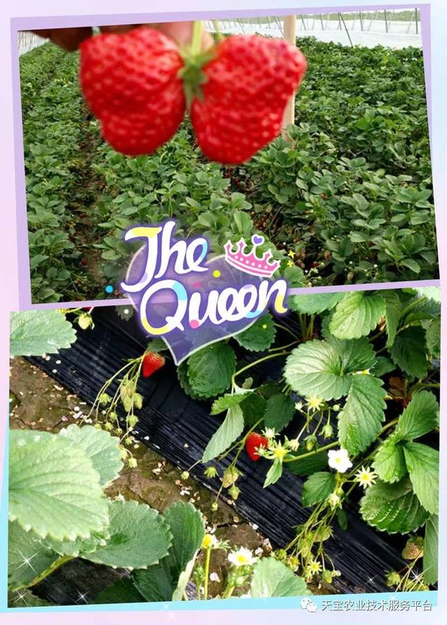 杨氏富硒农产品(生产富硒产品)-硒宝网