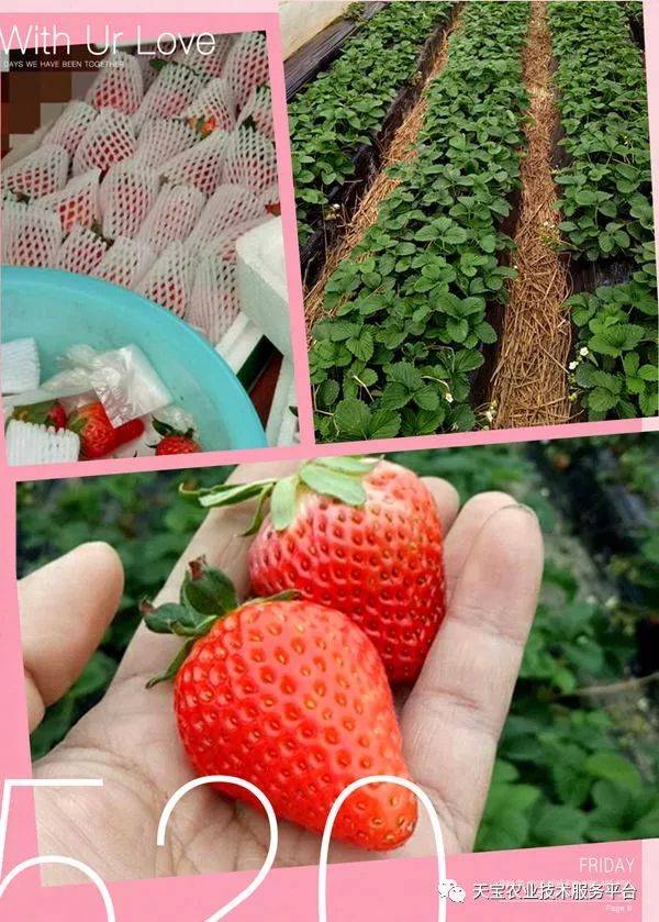 杨氏富硒农产品(生产富硒产品)-硒宝网