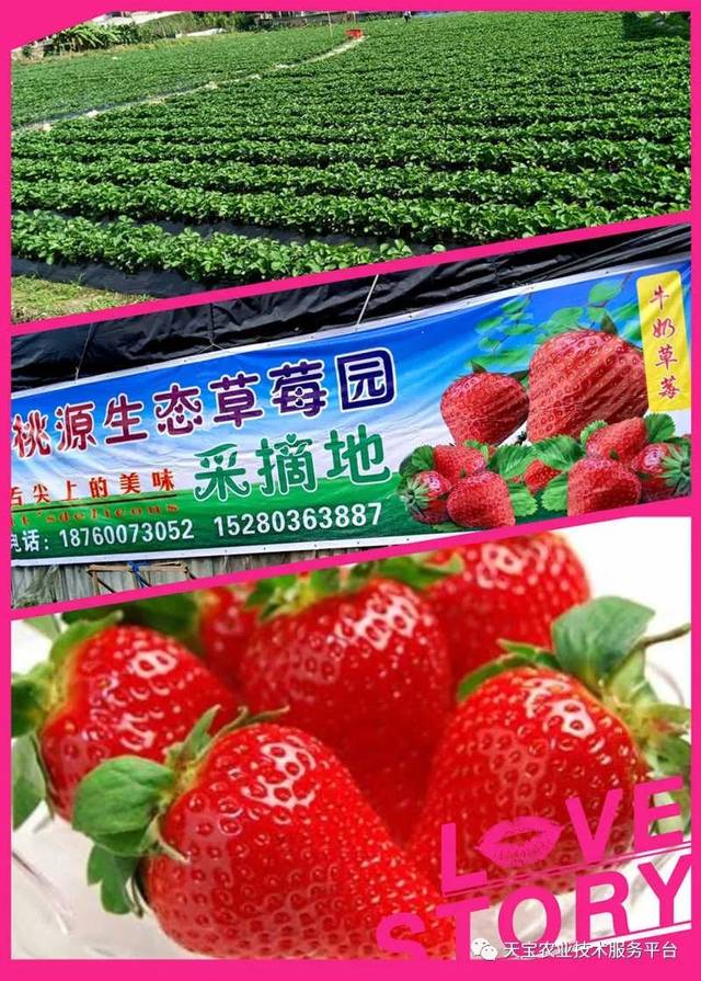 杨氏富硒农产品(生产富硒产品)-硒宝网